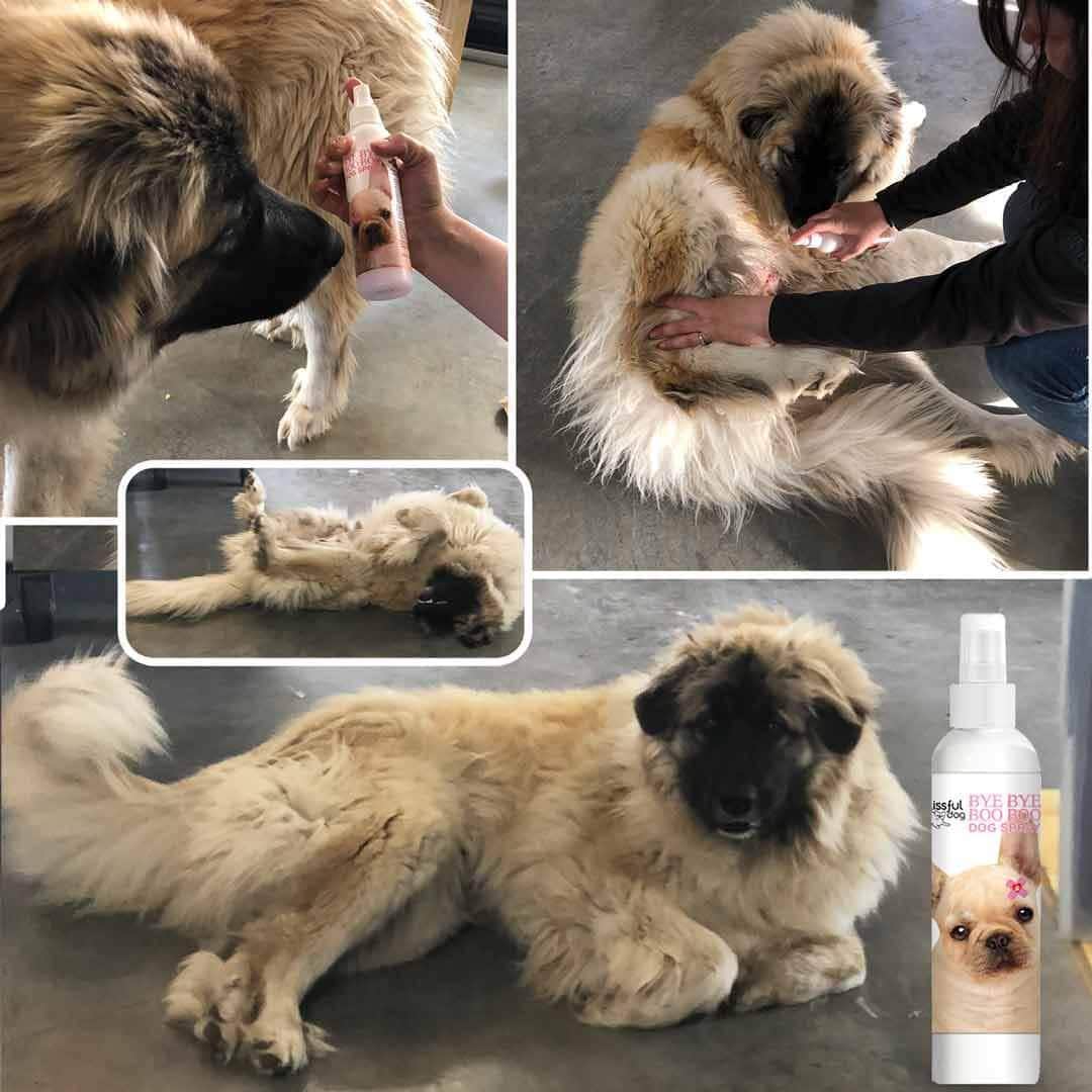 Bye Bye Boo Boo™ Dog Spray