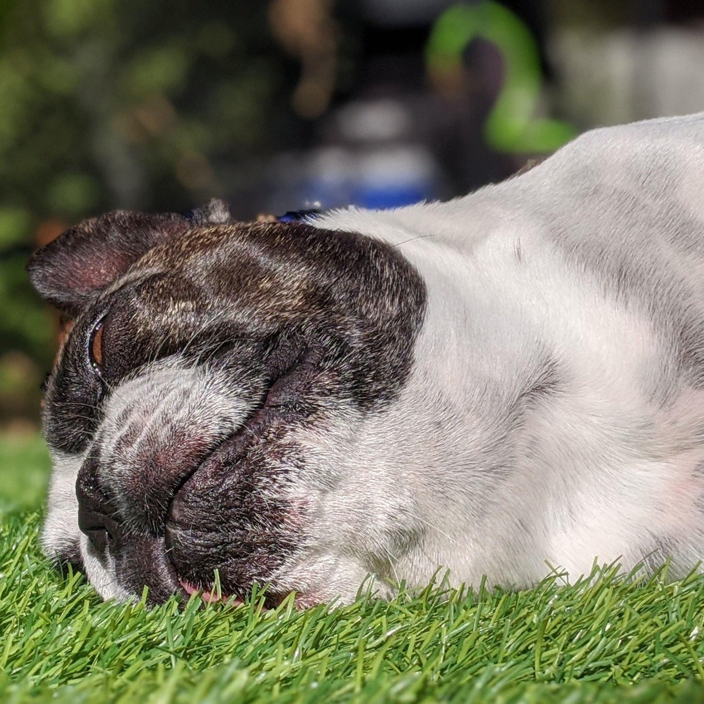 CHESTER'S LAVENDER DOG TREATS NATURAL CALMING HERBS