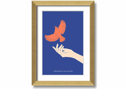 Dove From A Hand Flight