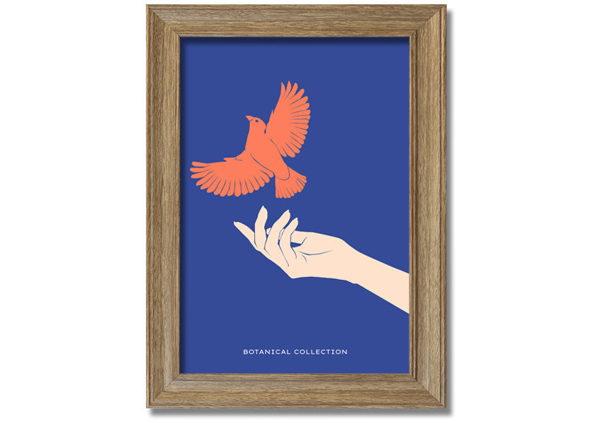 Dove From A Hand Flight