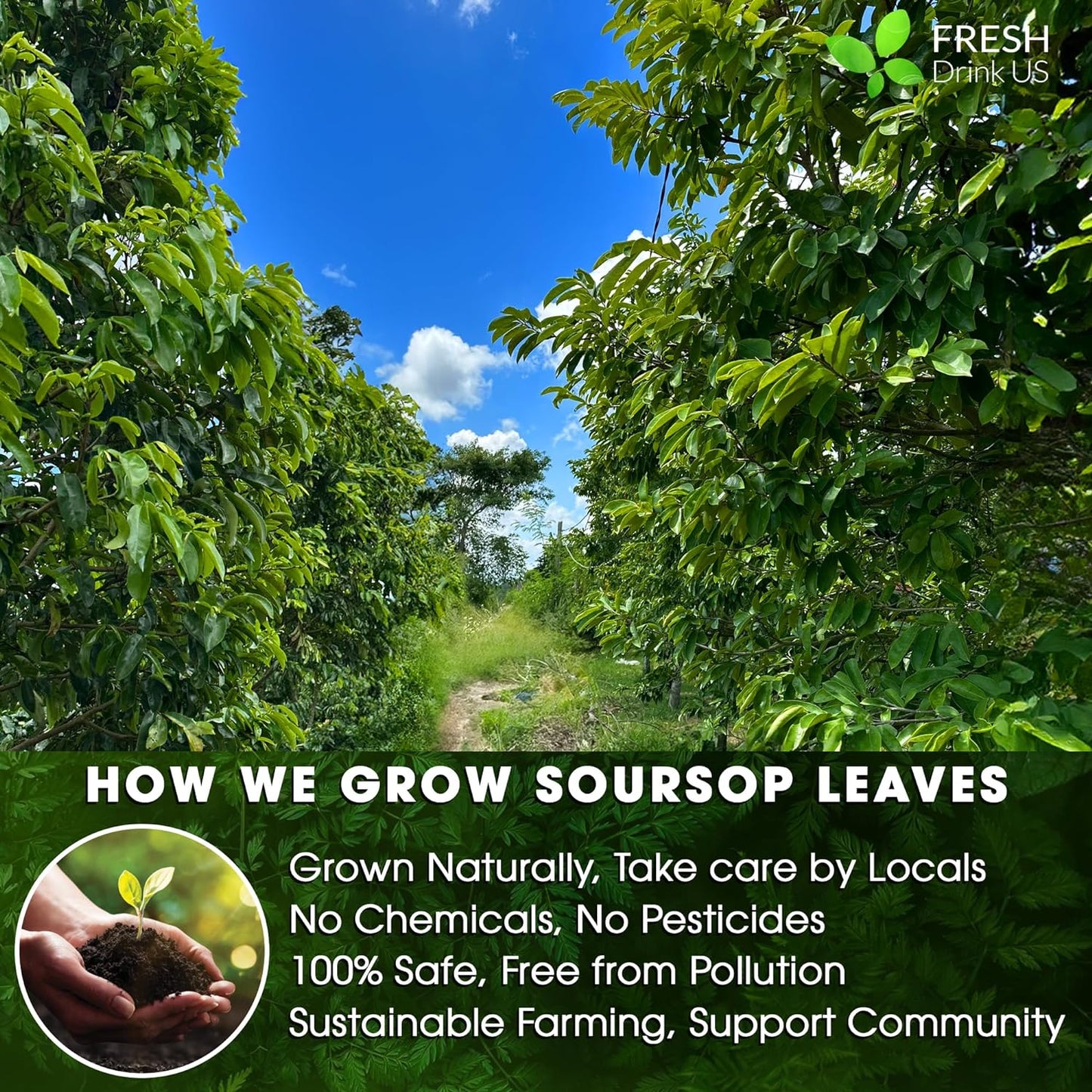 40 Premium Soursop Graviola Leaf Tea Bags, 100% Natural and Pure from Soursop Leaves, Handmade, Made With Natural Materials-Corn Fiber Tea Bag, Sugar/Caffeine/Gluten Free, Hoja Guanabana Tea