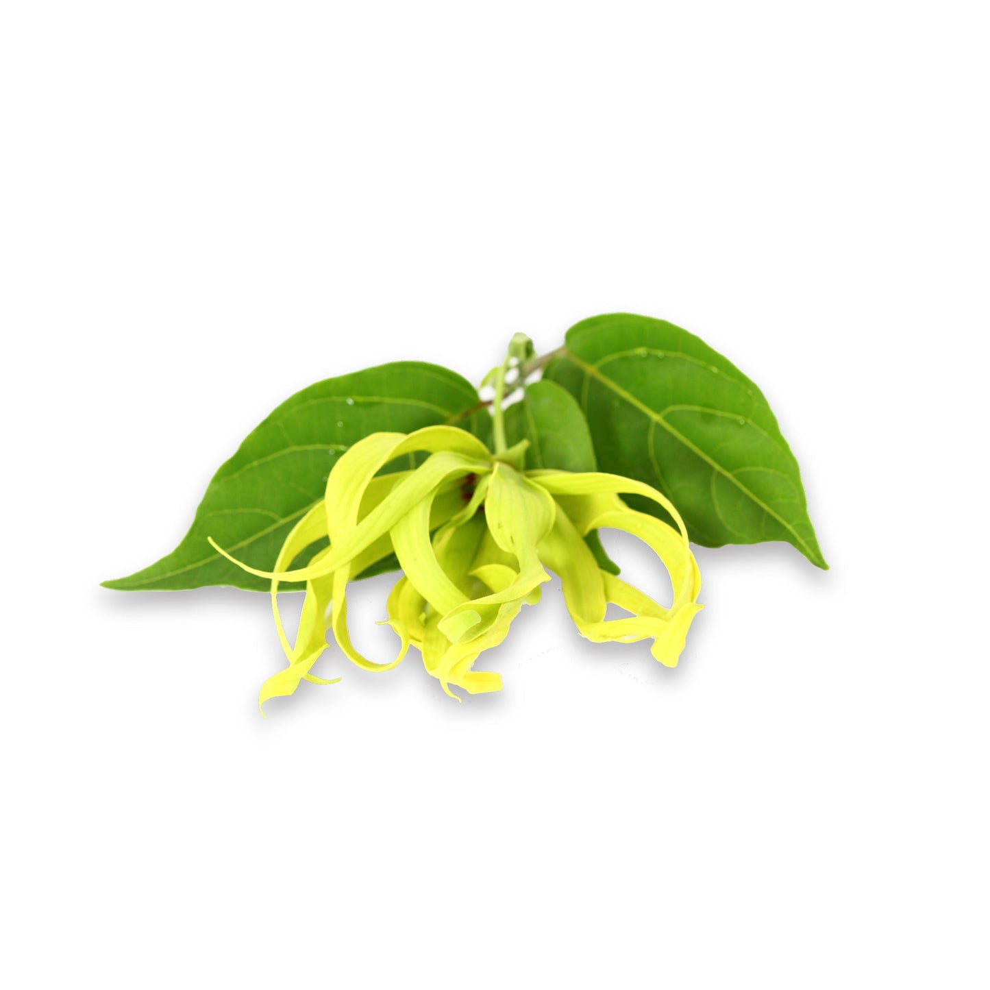 Ylang Ylang Wearable Aromatherapy