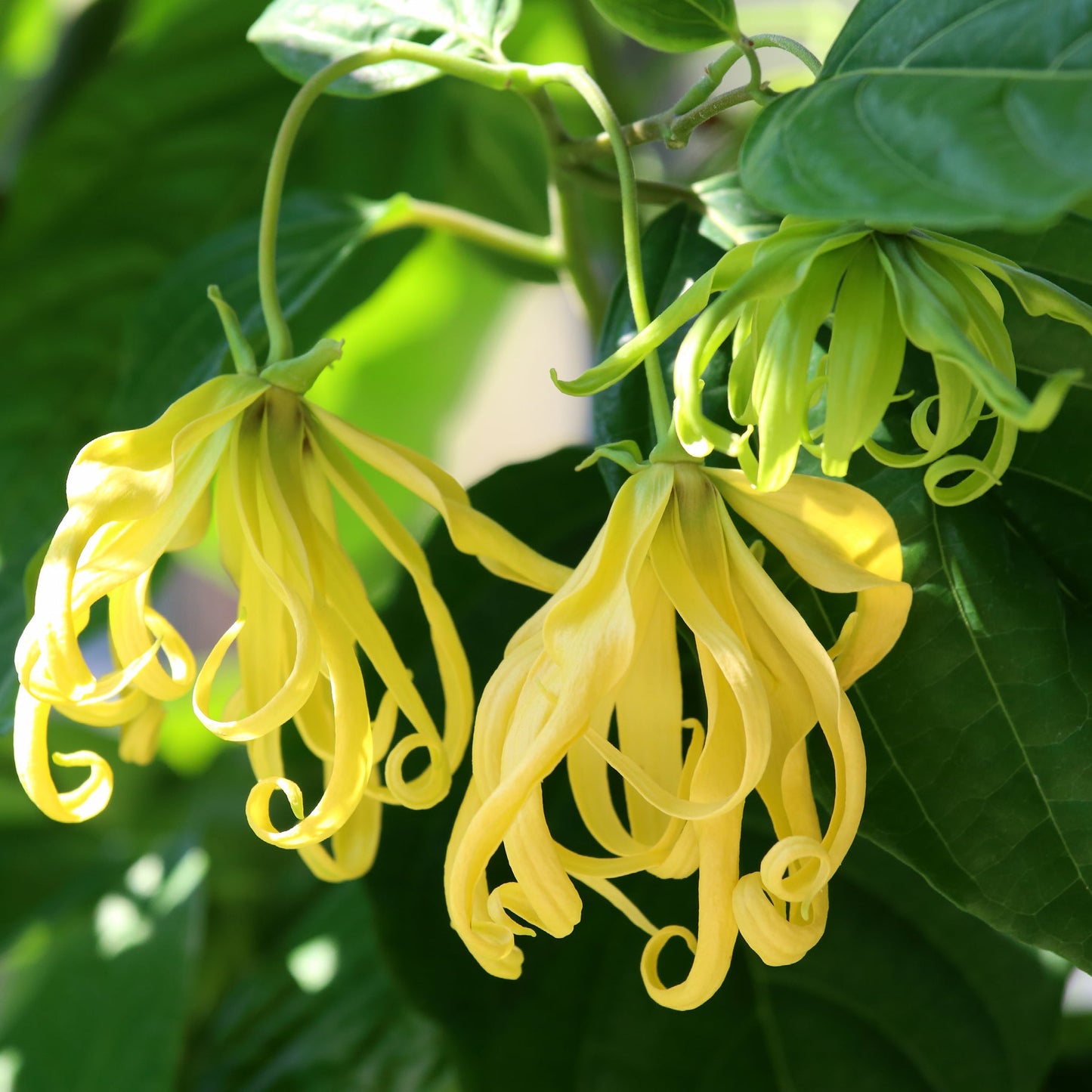 Ylang Ylang Wearable Aromatherapy